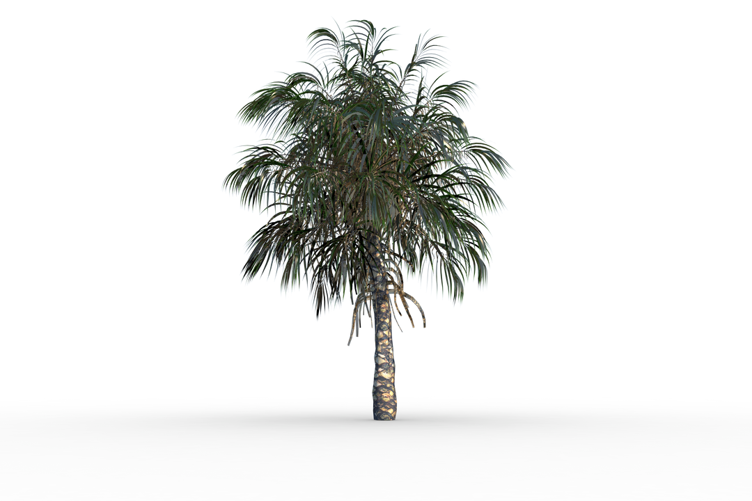 Transparent Tropical Palm Tree with Green Foliage Isolated - Download Free Stock Images Pikwizard.com