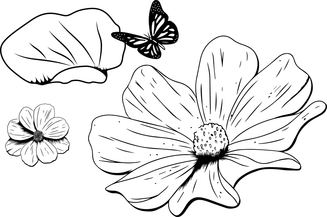 Transparent Daisy Flower and Butterfly Line Art Illustration