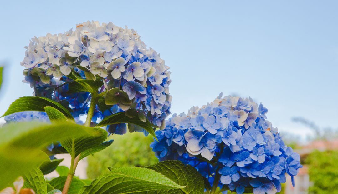 Beautiful Blue Hydrangeas in Full Bloom Under Clear Sky - Free Images, Stock Photos and Pictures on Pikwizard.com