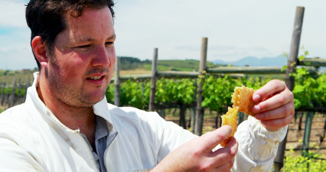 Beekeeper Inspecting Honeycomb in Vineyard - Free Images, Stock Photos and Pictures on Pikwizard.com