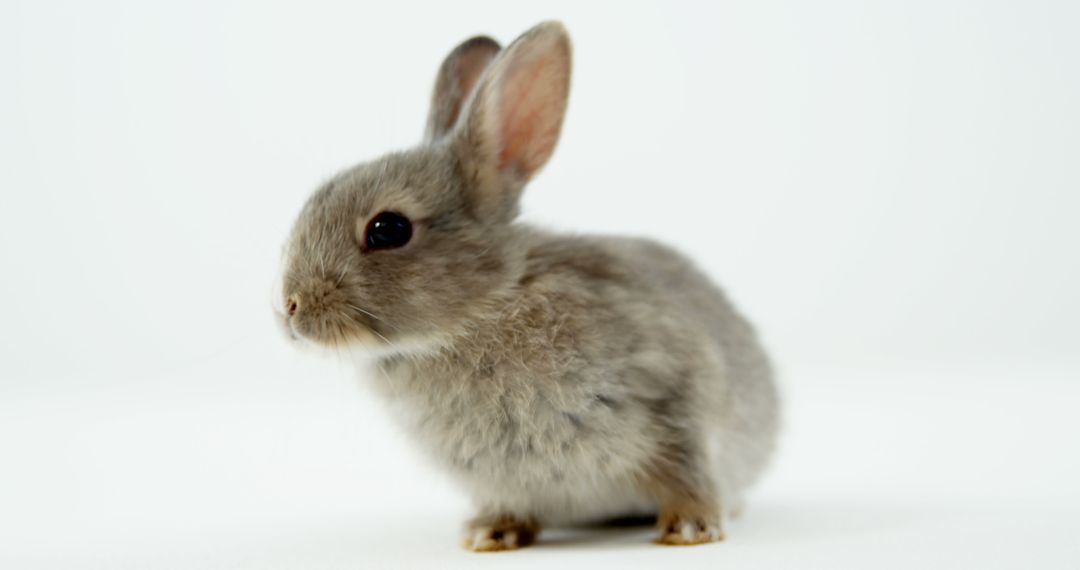 Close-up of cute easter bunny on white background - Free Images, Stock Photos and Pictures on Pikwizard.com