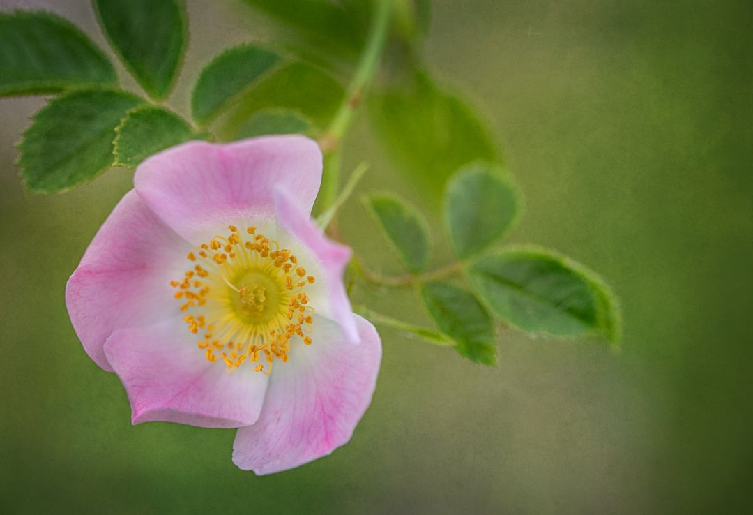 Blooming Wildflower Garden With Dewdrops on Petals