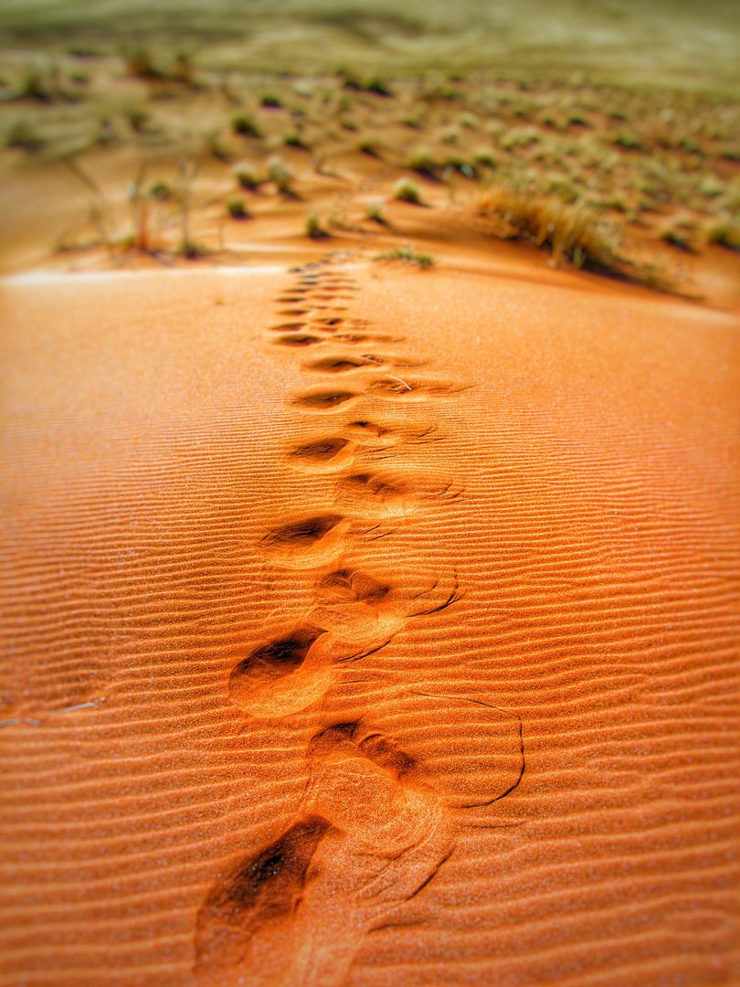 Foot Prints on Desert during Daytime - Free Images, Stock Photos and Pictures on Pikwizard.com