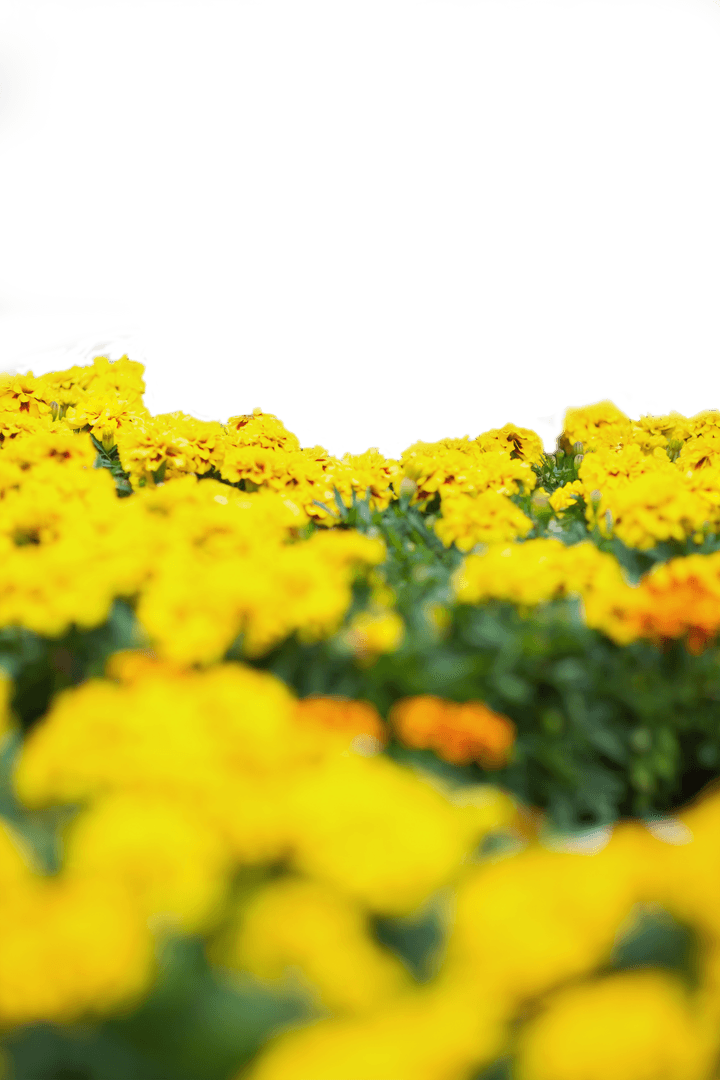 Bright Marigold Blooms Isolated on Transparent Background for Creative Designs