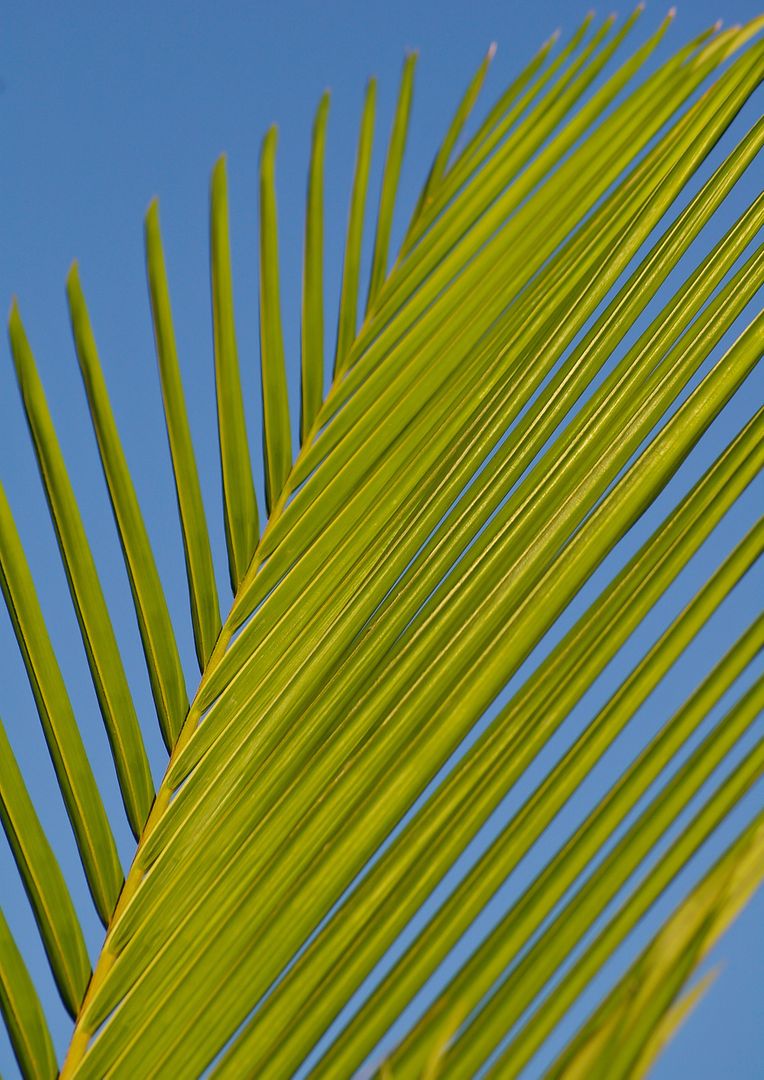 Green Palm Tree Branch during Daytime - Free Images, Stock Photos and Pictures on Pikwizard.com