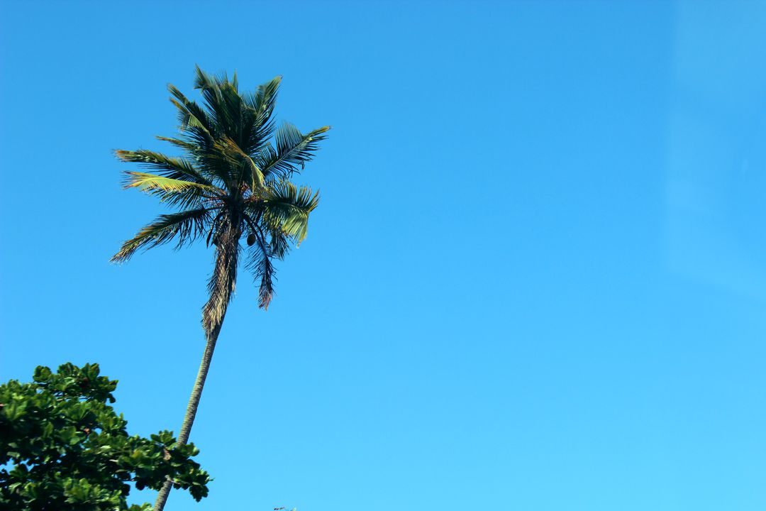Solitary Palm Tree Against Clear Blue Sky