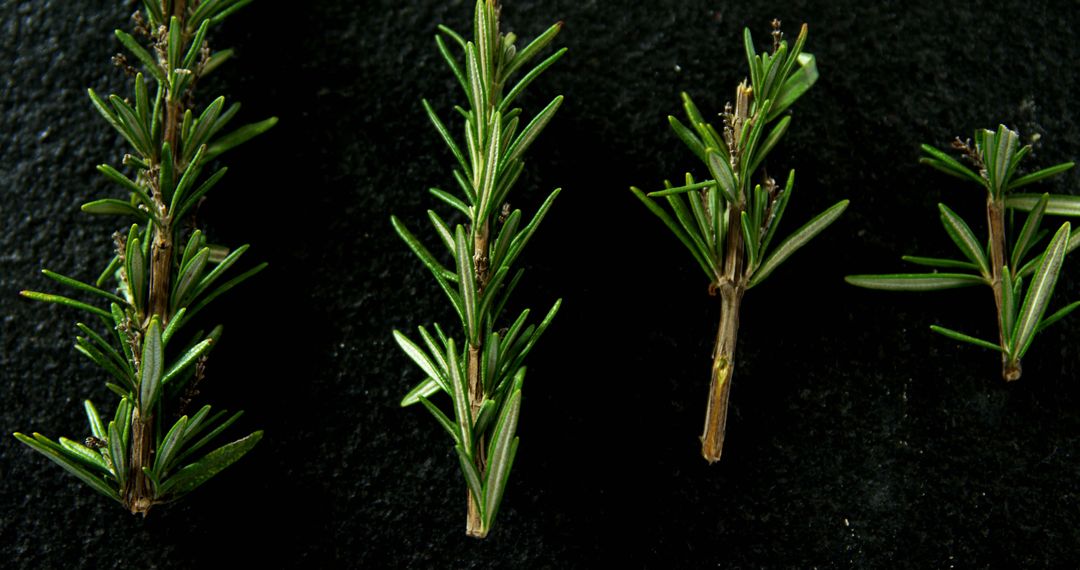 Fresh Green Rosemary Sprigs on Dark Background - Free Images, Stock Photos and Pictures on Pikwizard.com