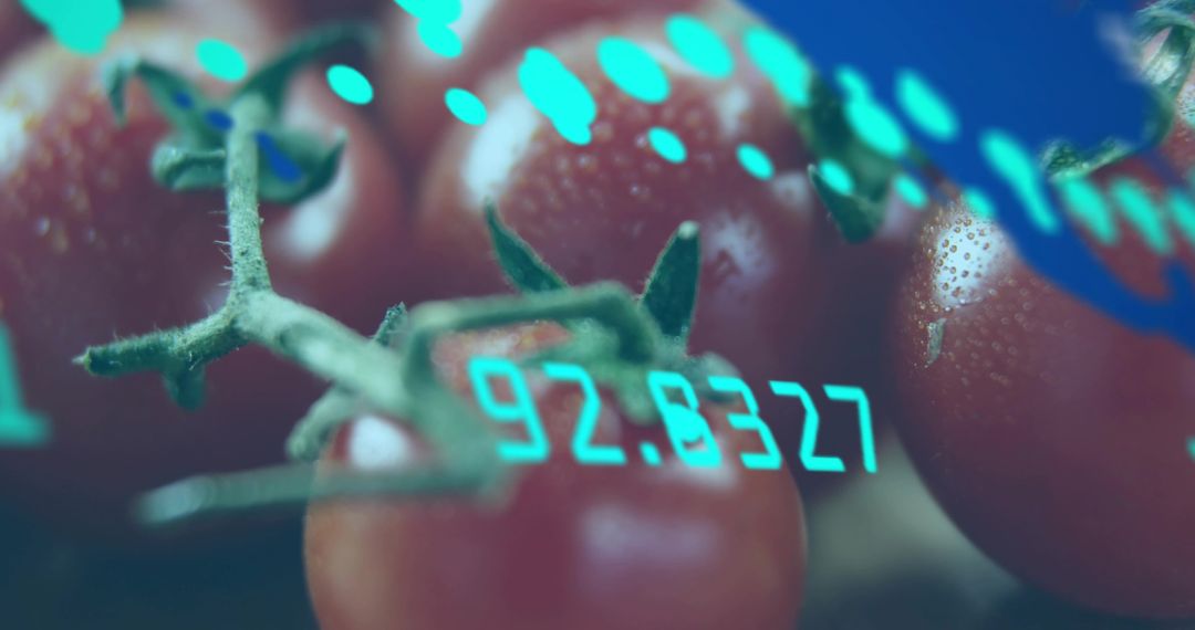 Macro cherry tomatoes on vine with cyan data overlay and water droplets, tech-food visuals