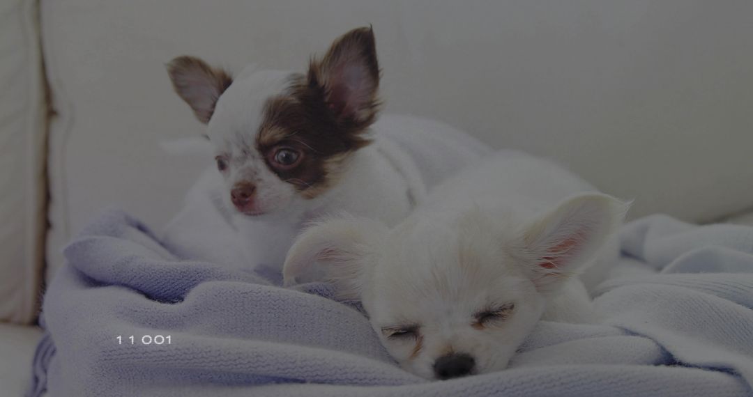 Two Resting Long-Haired Chihuahuas Snuggled on Sofa