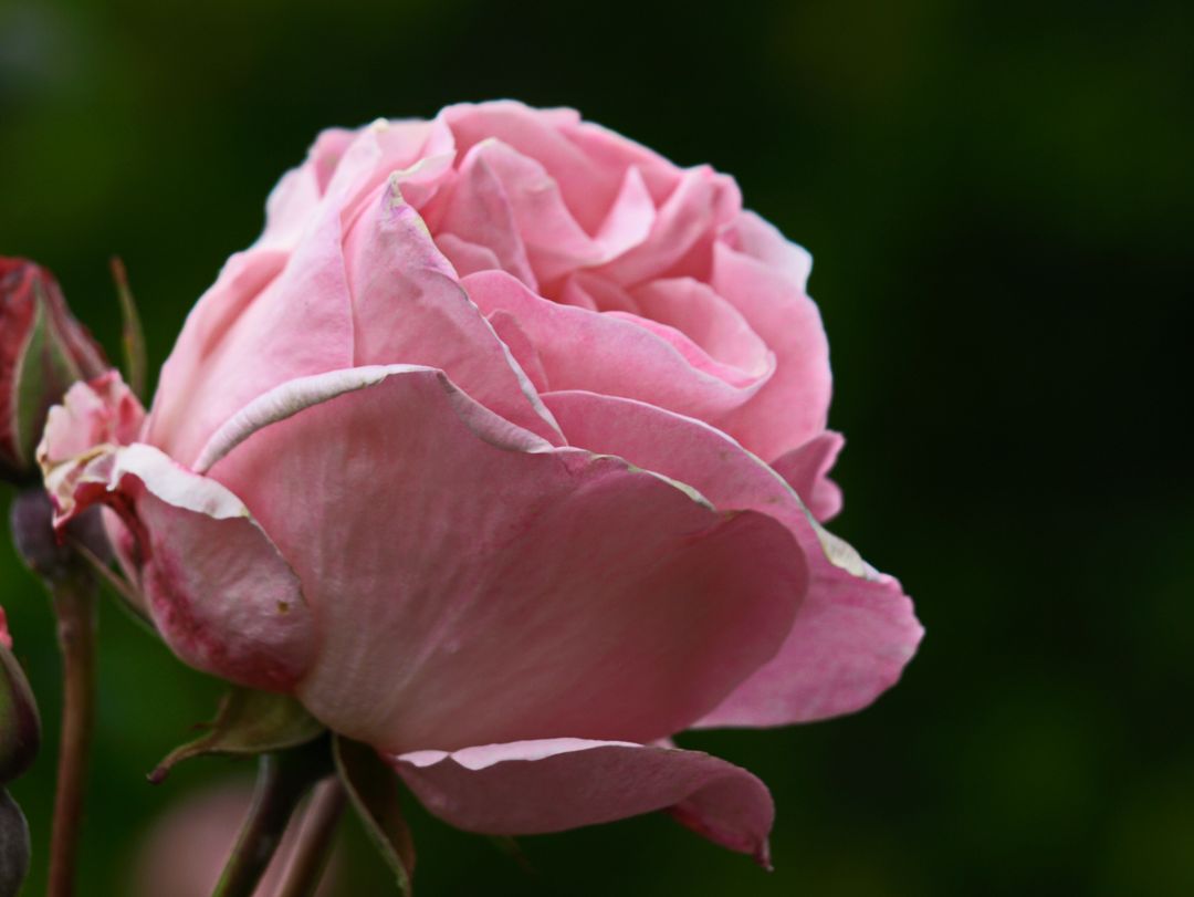 Close-up pink rose blooming with soft layered petals and dark green blurred background