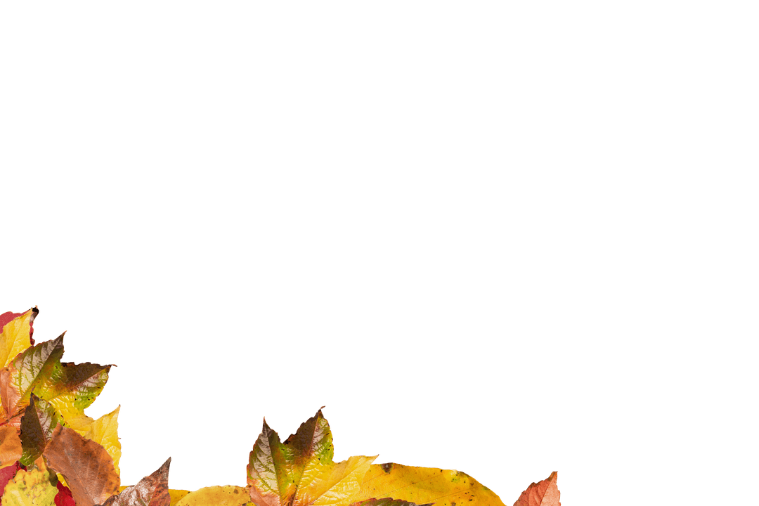Autumn Leaves Illustration on Transparent Background for Nature Themes