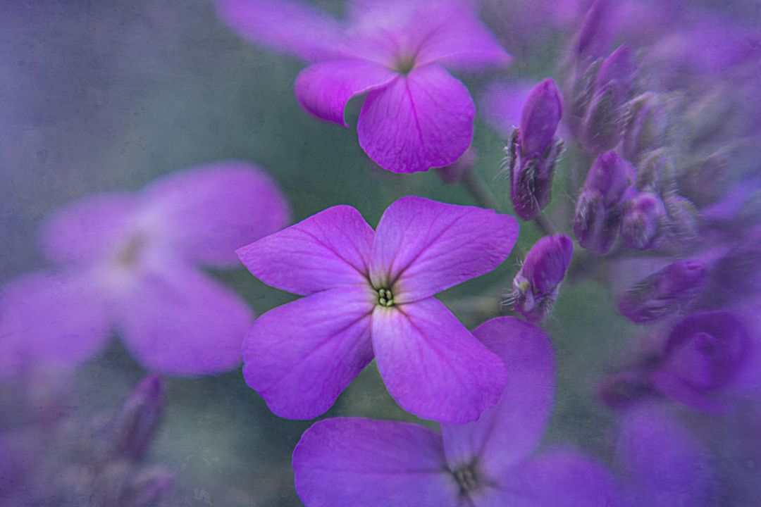 Purple wildflower blooming with soft bokeh and dreamy textured background