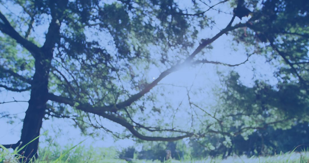 American Flag Overlay on Sunlit Trees and Field