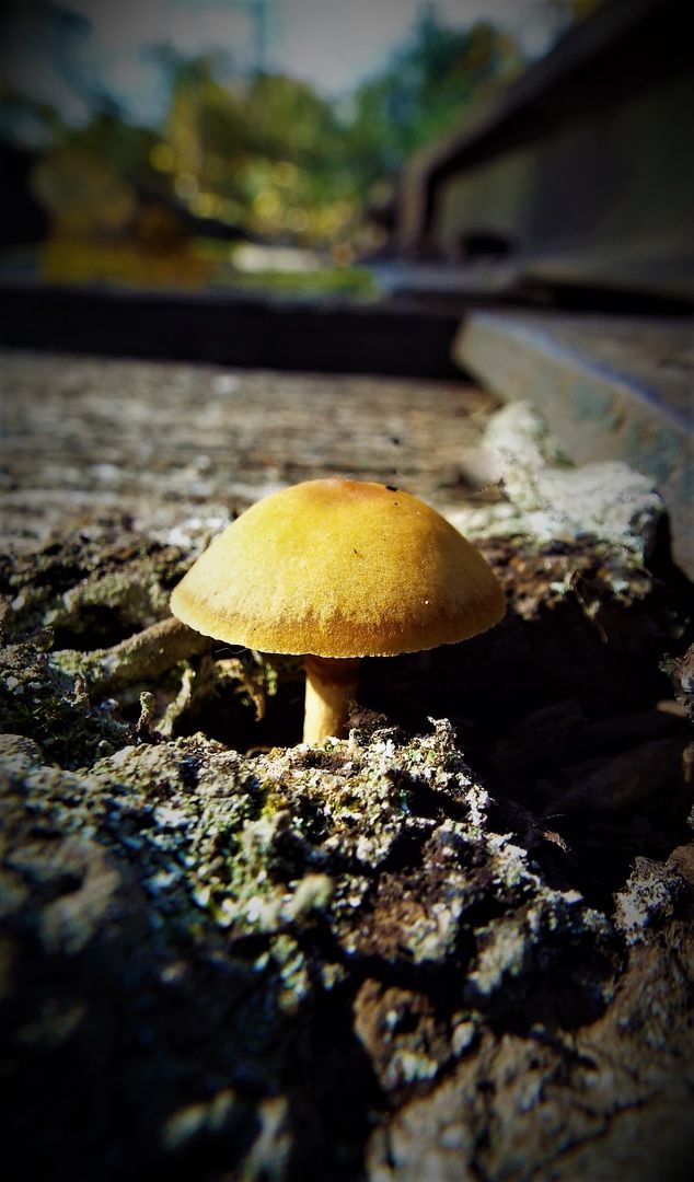 Close-up of lone mushroom growing on old wood in forest - Free Images, Stock Photos and Pictures on Pikwizard.com