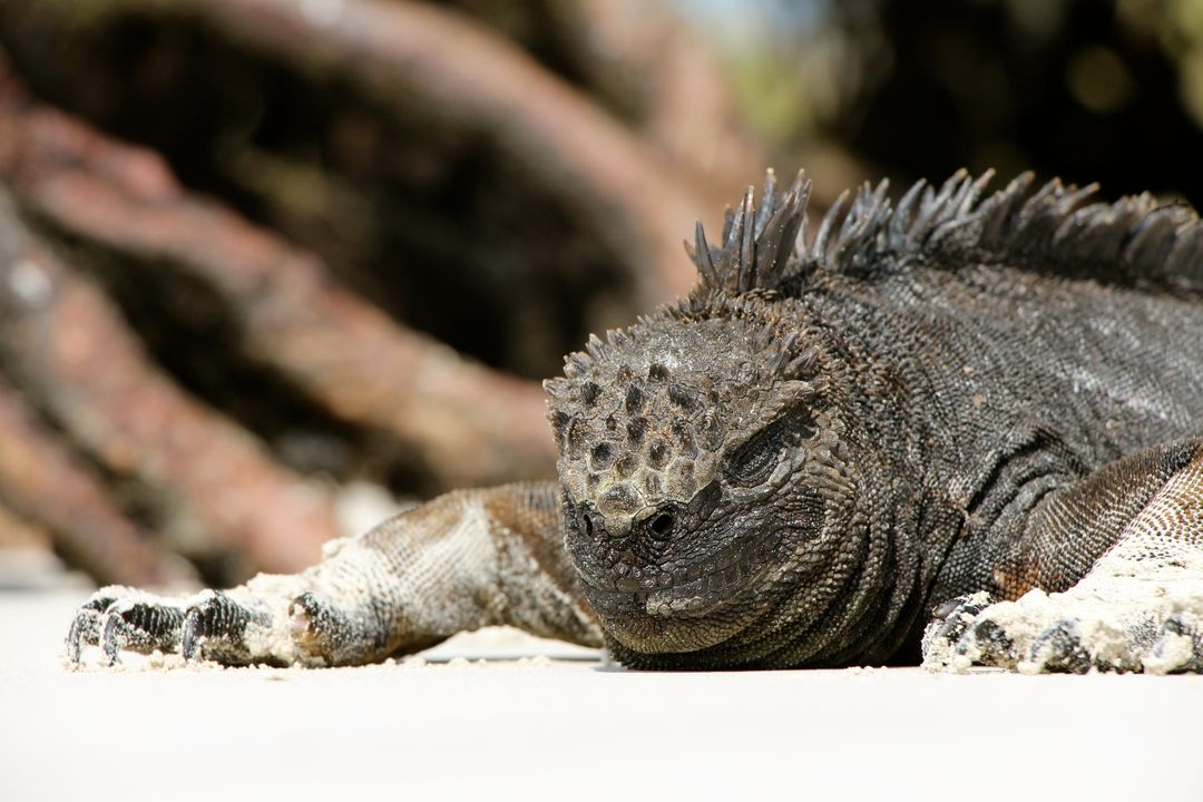 Detailed Close-Up of a Marine Iguana Resting on Sandy Beach - Free Images, Stock Photos and Pictures on Pikwizard.com