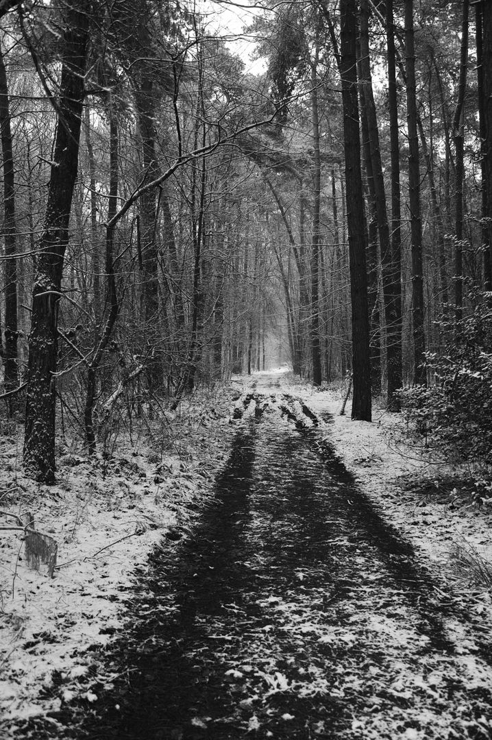 Snow Covered Trail in Winter Forest - Free Images, Stock Photos and Pictures on Pikwizard.com