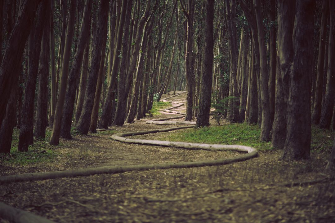 Winding Pathway Through Dense Dark Forest Trees in Majestic Darkness - Free Images, Stock Photos and Pictures on Pikwizard.com