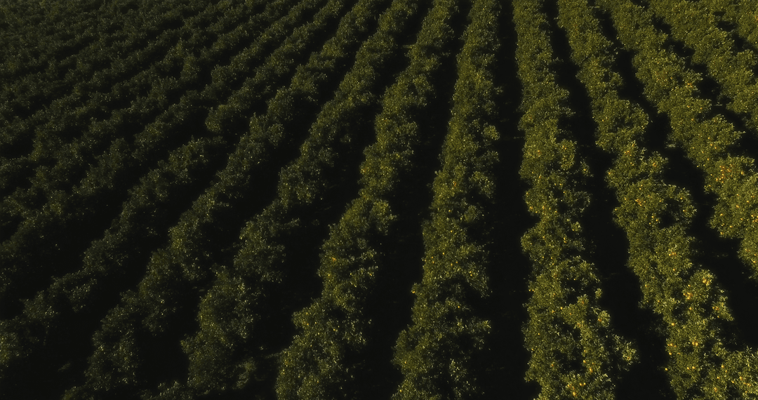 Transparent Rows of Lush Orange Trees in Sunset Light