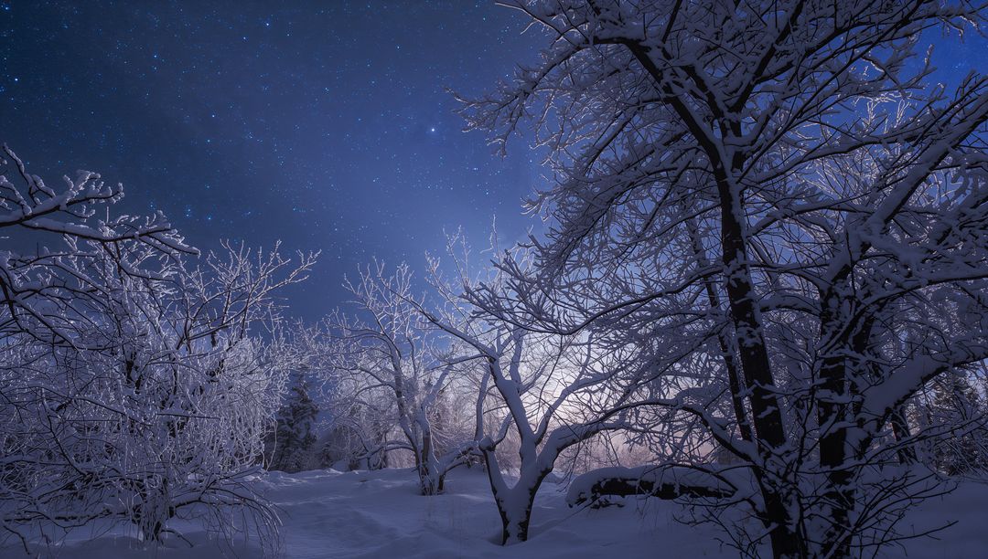 Moonlight backlighting frosty deciduous trees in snowy clearing under starry midnight sky