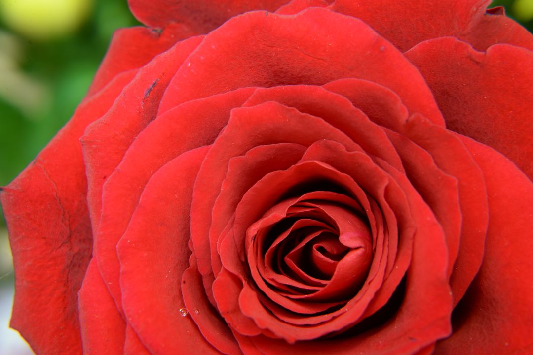 Close-Up of Vibrant Red Rose in Full Bloom - Free Images, Stock Photos and Pictures on Pikwizard.com