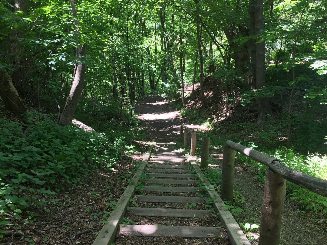 Wooden Stairs Leading into Forest Trail on a Sunny Day - Free Images, Stock Photos and Pictures on Pikwizard.com