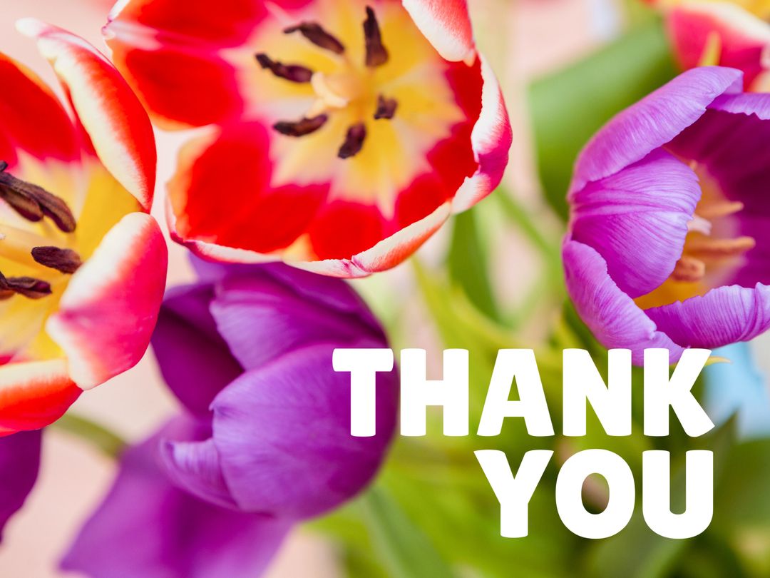 Vibrant Tulips with Thank You Message Enhancing Gratitude
