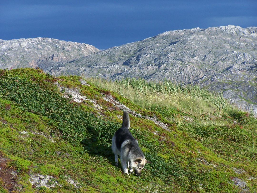 Dog on Mountain Range - Free Images, Stock Photos and Pictures on Pikwizard.com