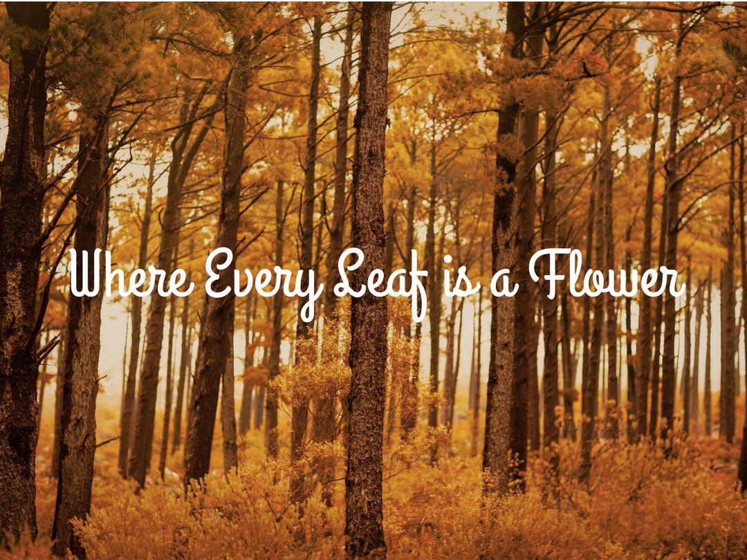 Autumn Trees with 'Where Every Leaf is a Flower' Text - Download Free Stock Templates Pikwizard.com