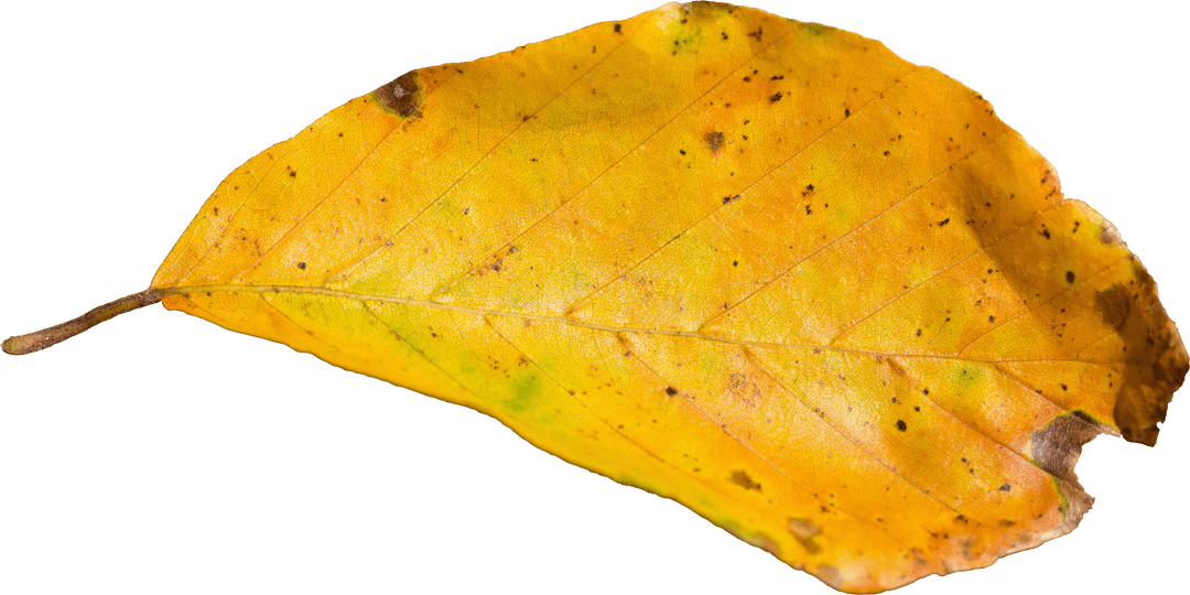 Transparent background dried yellow leaf