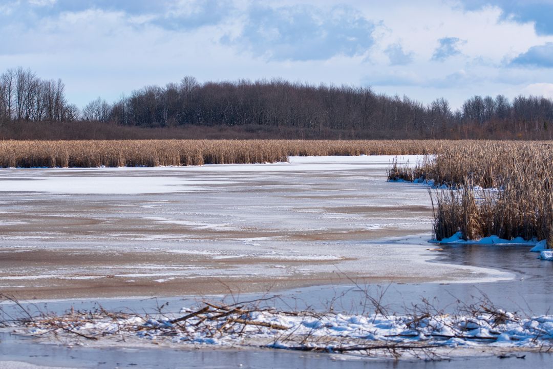 Frozen Marshland Stretching across Snowy Wetland with Reedbeds and Bare Trees