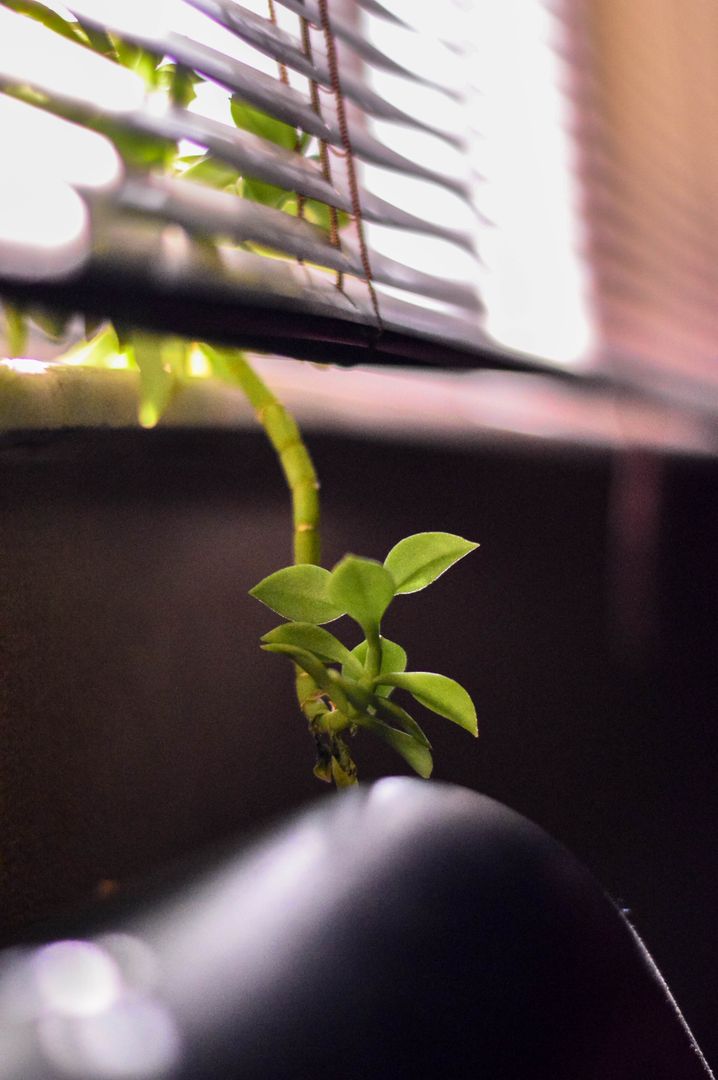 Plant Growing Through Window Blinds - Free Images, Stock Photos and Pictures on Pikwizard.com