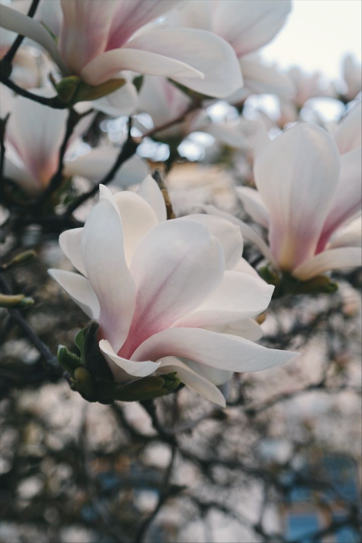 Close-Up of Blooming Magnolia Flowers in Springtime - Free Images, Stock Photos and Pictures on Pikwizard.com