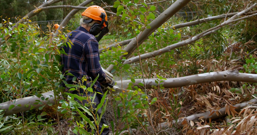 Lumberjack Cutting Fallen Trees in Forest with Chainsaw