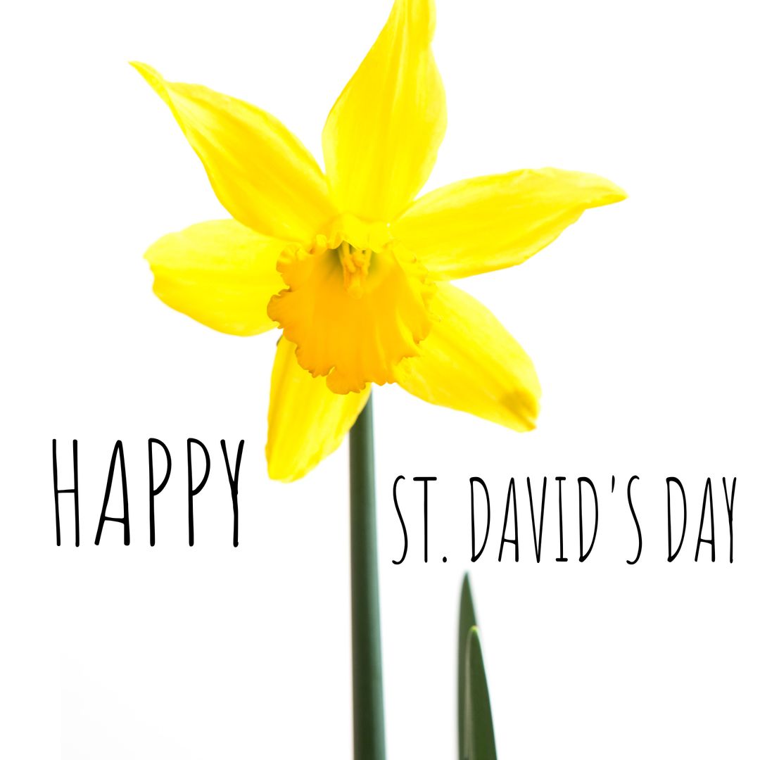Vibrant Yellow Daffodil Symbolizing St. David's Day
