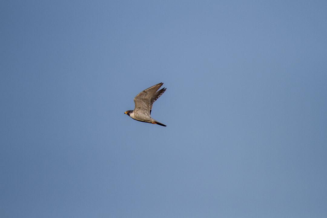 Peregrine Falcon Soaring Over Clear Blue Sky Showing Speed and Grace in Midflight