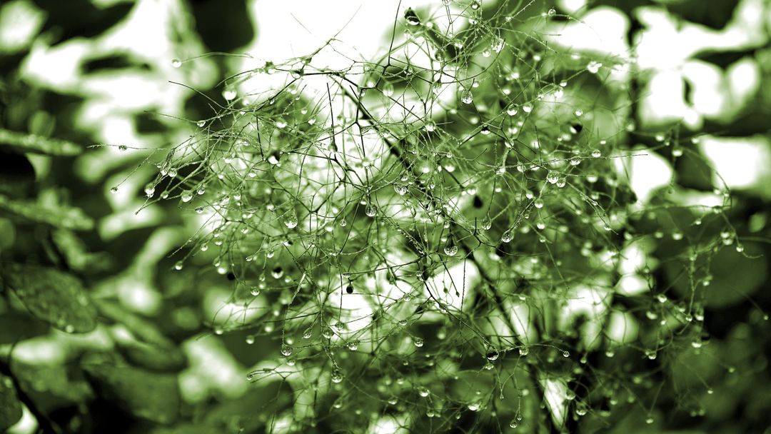 Water Droplets on Green Foliage with Delicate Branches - Free Images, Stock Photos and Pictures on Pikwizard.com
