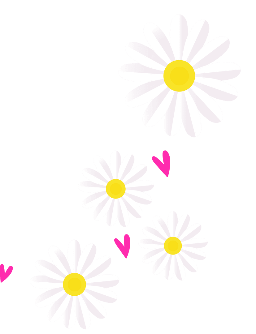 White Daisies with Pink Hearts on Transparent Background