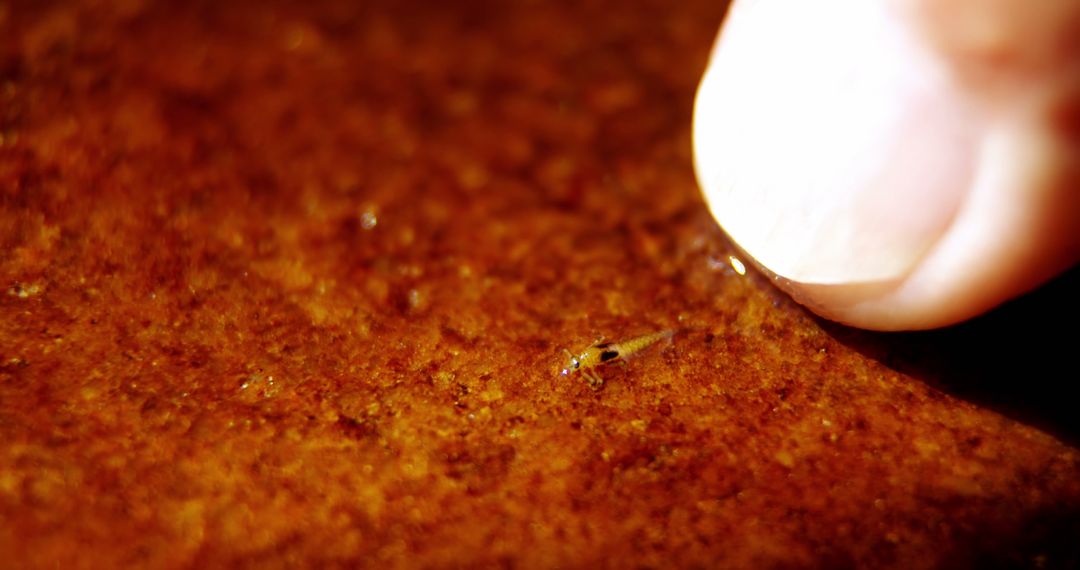 Close-Up of Finger Tracking Insect on Wet Sand Surface
