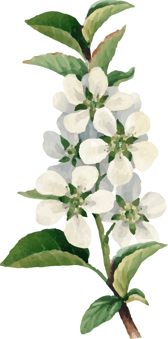 Transparent Branch with White Blossoms in Watercolor