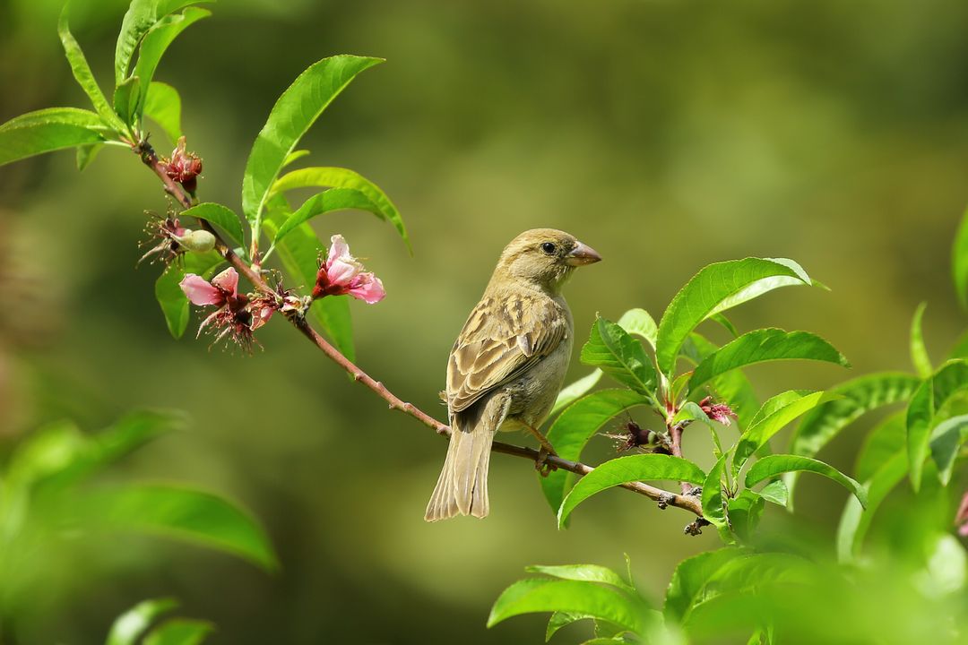Sparrow perched on flowering branch in lush greenery - Free Images, Stock Photos and Pictures on Pikwizard.com