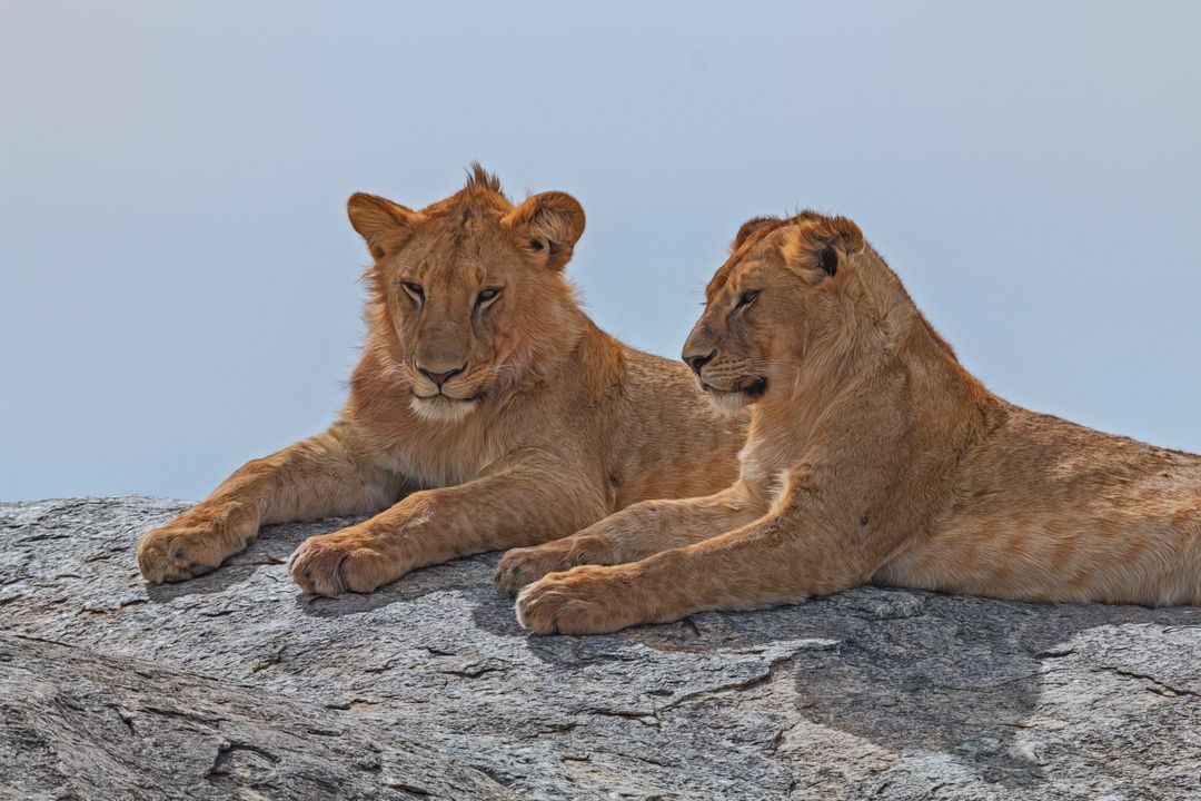 Two Young Lions Relaxing on Rock Under Clear Sky - Free Images, Stock Photos and Pictures on Pikwizard.com