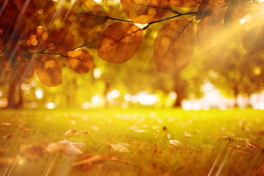 Transparent Autumn Glade with Sunlit Leaves - Download Free Stock Images Pikwizard.com