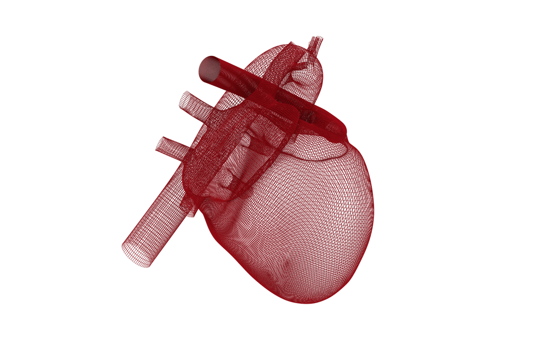 3D Transparent Red Model of Human Heart
