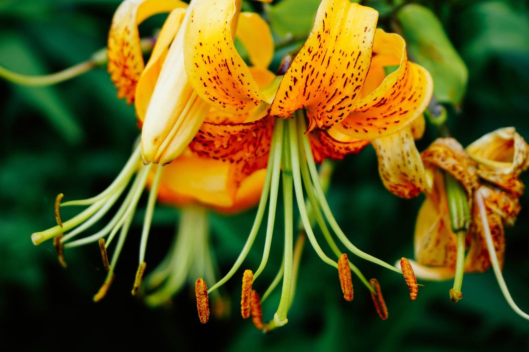 Golden tiger lily blooming with speckled petals and curving stamens in vivid green