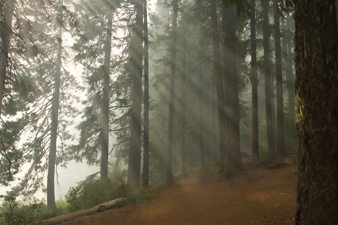 Tranquil Sunlit Forest Pathway with Tall Trees