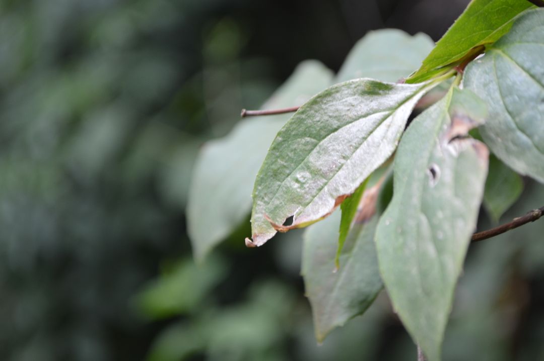 Close-up of Withered Leaves on Blurred Natural Background - Free Images, Stock Photos and Pictures on Pikwizard.com