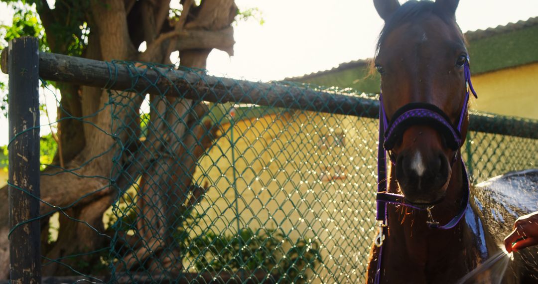 Horse with Purple Bridle Near Fence on Sunny Day - Free Images, Stock Photos and Pictures on Pikwizard.com