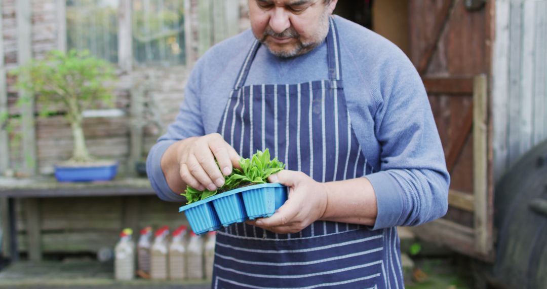 Man in Striped Apron Holding Seedlings in Garden - Free Images, Stock Photos and Pictures on Pikwizard.com