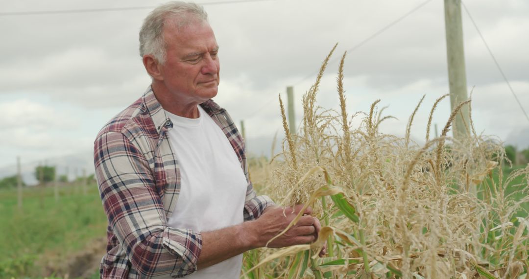 Senior Farmer Inspecting Corn Crop in Countryside - Free Images, Stock Photos and Pictures on Pikwizard.com