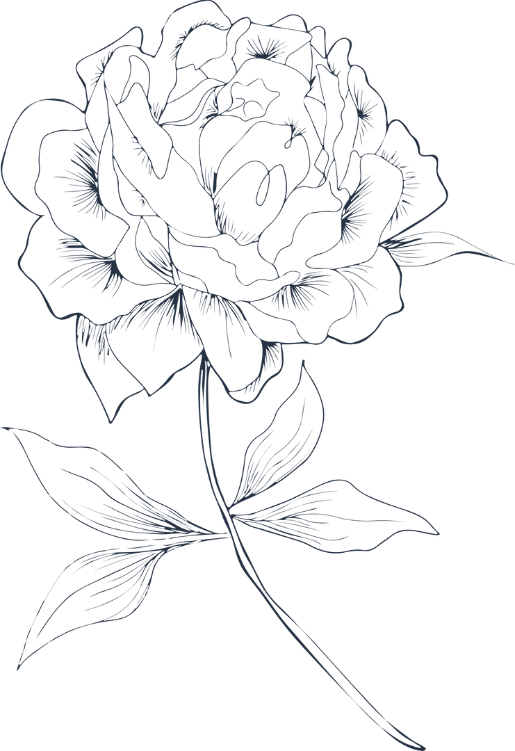 Transparent Monochrome Floral Line Art with Elegant Blooming Flower
